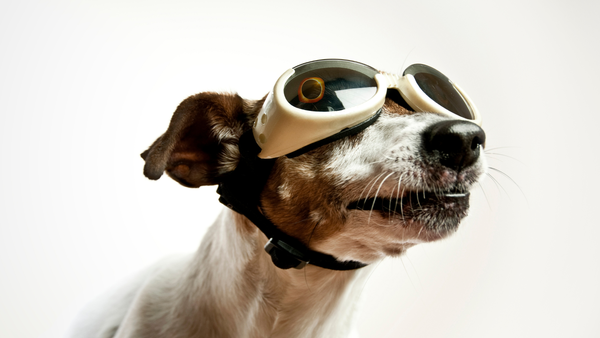 Señales de alerta: Cómo identificar que su perro puede estar enfermo y actuar de inmediato