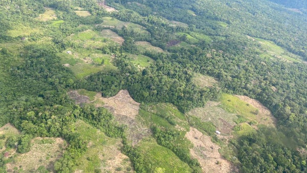 Putumayo, invadido en un mar de siembra de coca