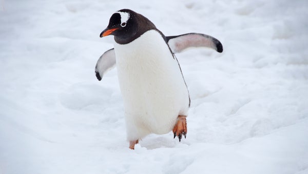 El Pingüino emperador en la Antártica, al borde de la extinción, por el cambio climático
