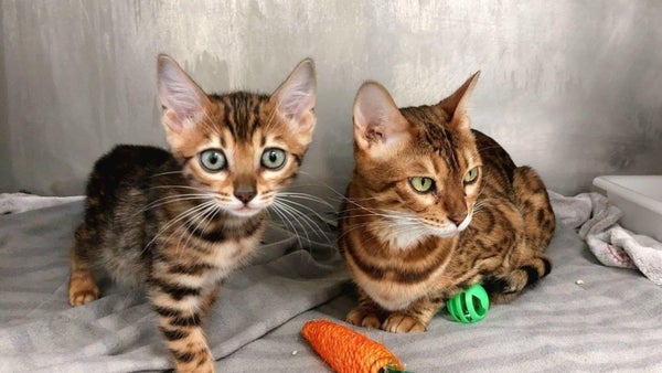 Consejos para tranquilizar a un gato durante un viaje largo