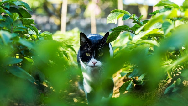 Los gatos domésticos en libertad pueden tener importantes impactos ecológicos