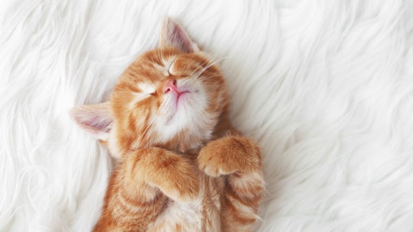 Tenga en cuenta esto para controlar las convulsiones en los gatos.