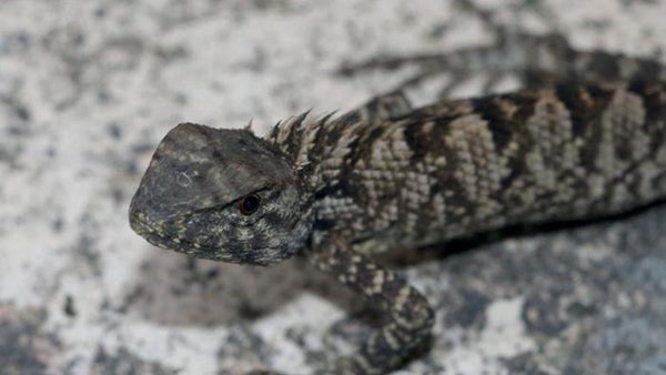 Nueva especie de iguana descubierta en China