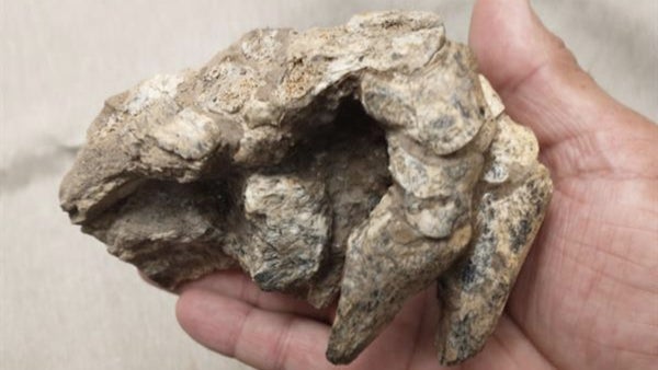 Hallazgo único en Argentina: restos de armadillo de 500.000 años