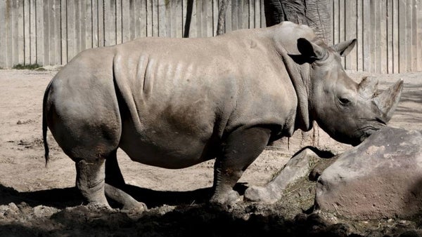 Avance científico ofrece esperanza para el Rinoceronte Blanco del Norte, una especie al borde de la extinción