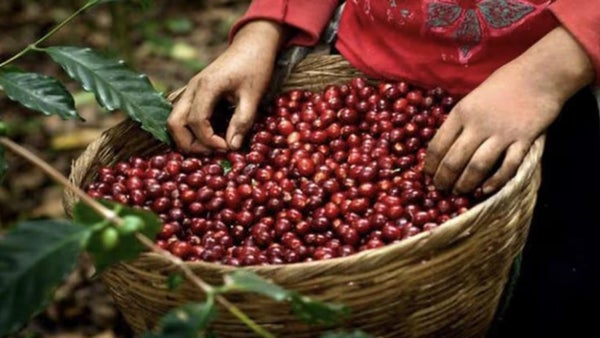 Gerente de Fedecafé alerta sobre posible crisis en el sector cafetero colombiano Gerente de Fedecafé alerta sobre posible crisis en el sector cafetero colombiano