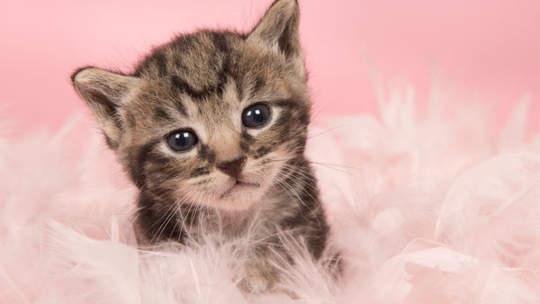 El lenguaje de amor felino: cinco formas en que su gato le demuestra afecto