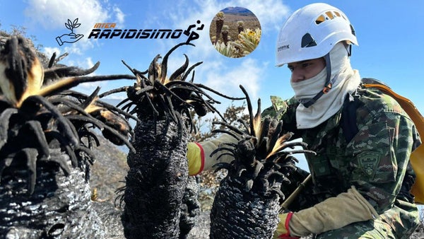 Inter Rapidísimo lidera la siembra de 2.000 frailejones para combatir las secuelas del Fenómeno de “El Niño”