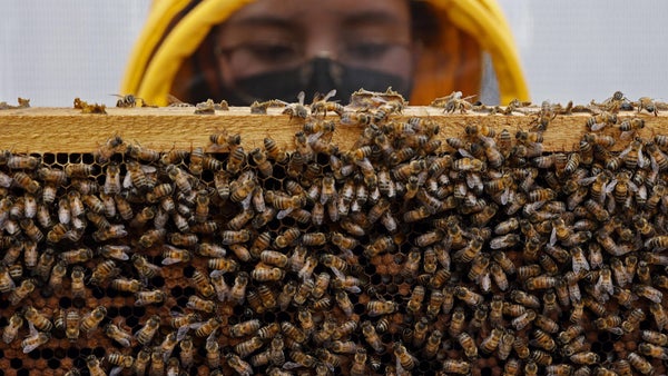 Universidad del Rosario patenta una fórmula para proteger a las abejas de los insecticidas Universidad del Rosario patenta una fórmula para proteger a las abejas de los insecticidas