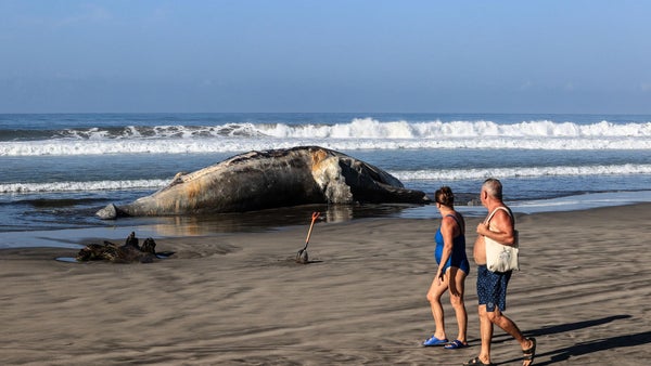 Una ballena jorobada aparece muerta en las playas de Acapulco Una ballena jorobada aparece muerta en las playas de Acapulco