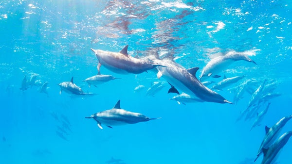 Corea del Sur prohíbe la adquisición de cetáceos para espectáculos