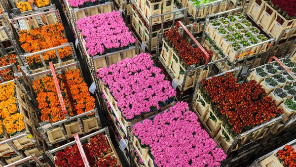 El mundo regalará rosas únicas en San Valentín gracias a los campos de Colombia