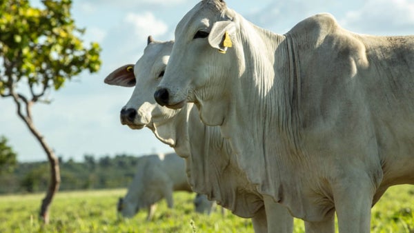 ICA se reunió con el sector ganadero para escuchar inquietudes sobre proyecto de exportación de ganado en pie