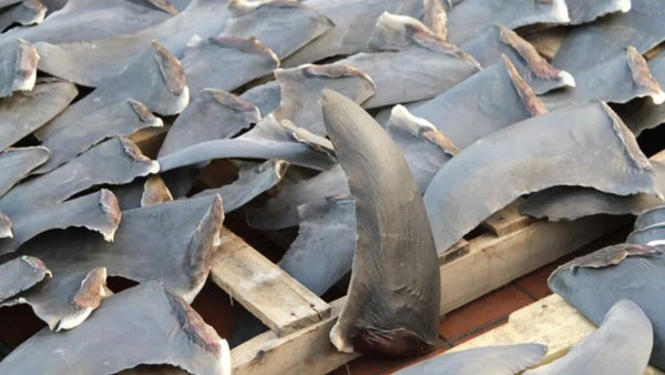 Policía infiltrado en red de hijo de Rodríguez Orejuela