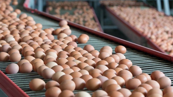 Colombia envía 518,400 huevos de calidad a Cuba en su primera exportación