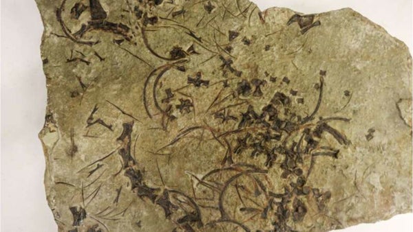 Este es el reptil marino de cuello largo más antiguo del mundo