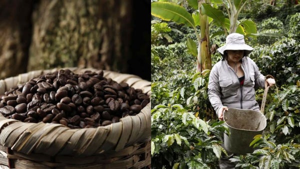 Colombia cuenta con 6,2 millones de hectáreas aptas para la producción cafetera
