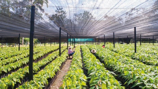 Naturamazonas cesa actividades en Putumayo debido a la inseguridad