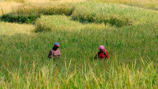 La agroecología emerge como clave para potenciar la producción agrícola en Latinoamérica La agroecología emerge como clave para potenciar la producción agrícola en Latinoamérica