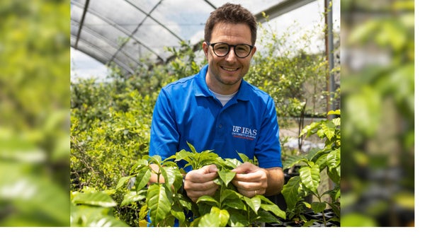 Florida investiga el café robusta ante la posible caída en la producción mundial de arábica