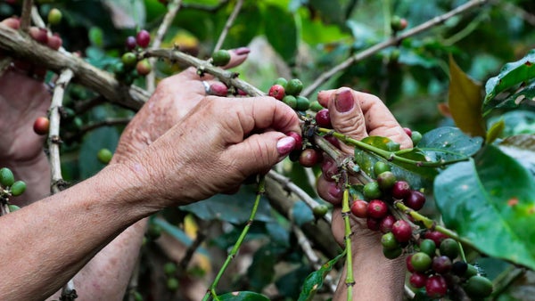 Mujeres trabajadoras que le apuestan a sembrar café en Colombia