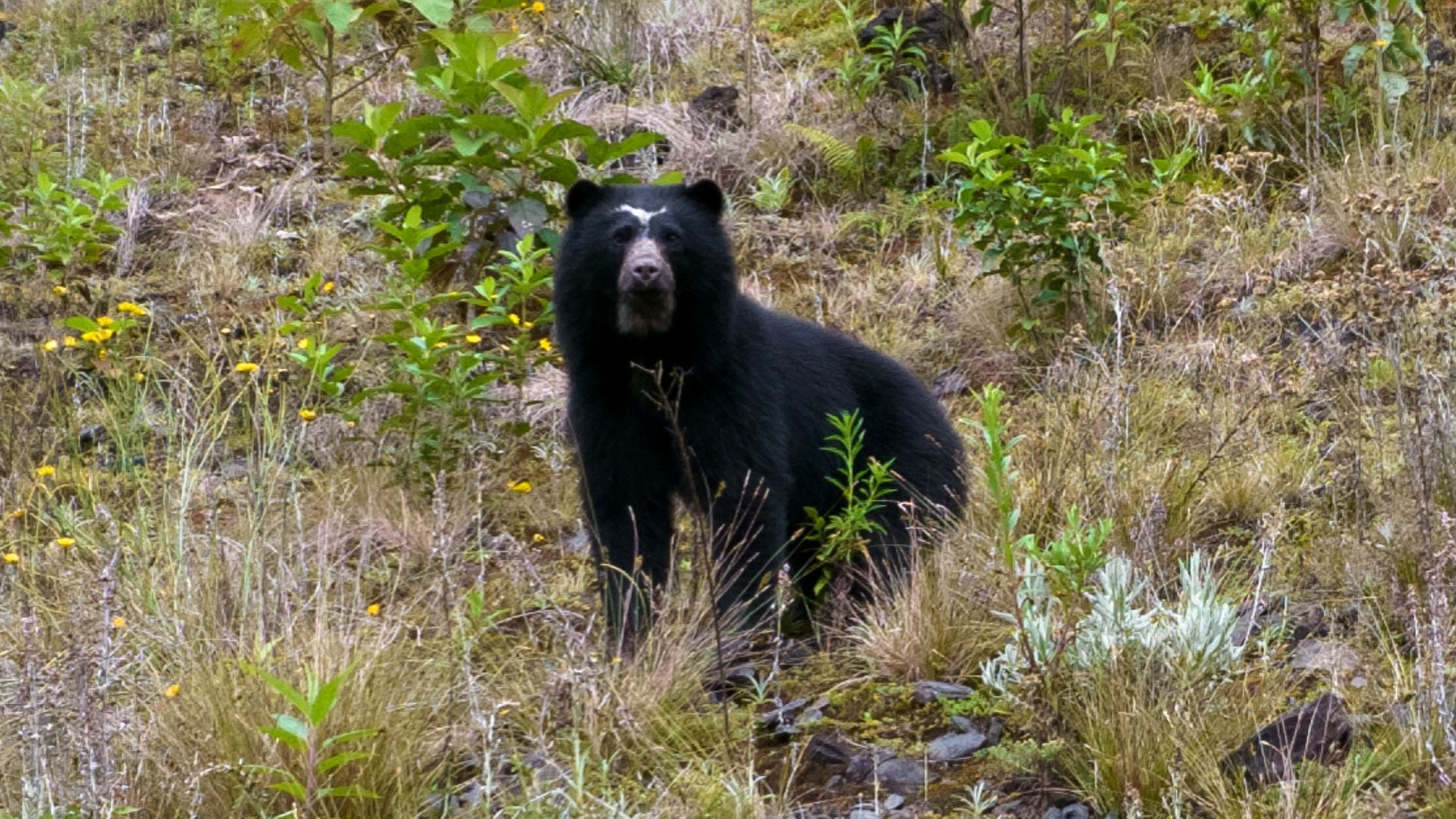 Oso andino aparece en áreas secas del embalse de Chingaza que abastece de agua a Bogotá Oso / embalse / Chingaza / agua / Bogotá / Revista Alternativa / Noticias Caracol / RCN / WRadio / Caracol Radio / Redmas / lafm / Revista Semana / Infobae
