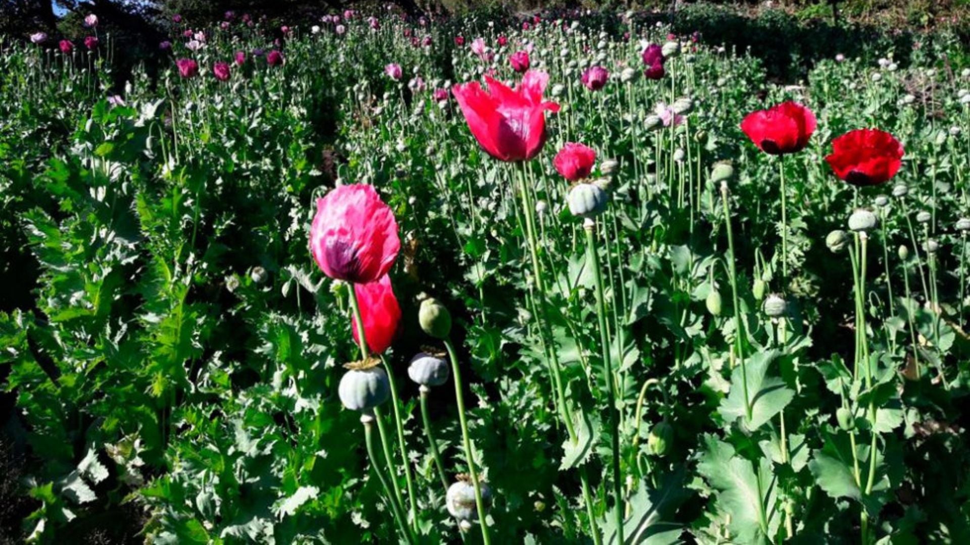 Amapola 1 Amapola/ Revista Alternativa / Noticias Caracol / RCN / WRadio / Caracol Radio / Redmas / lafm / Revista Semana / Infobae