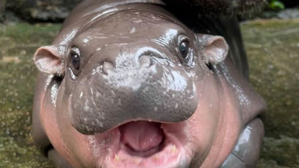 Predicciones: hipopótamo bebé declara a Trump como ganador Predicciones: hipopótamo bebé declara a Trump como ganador