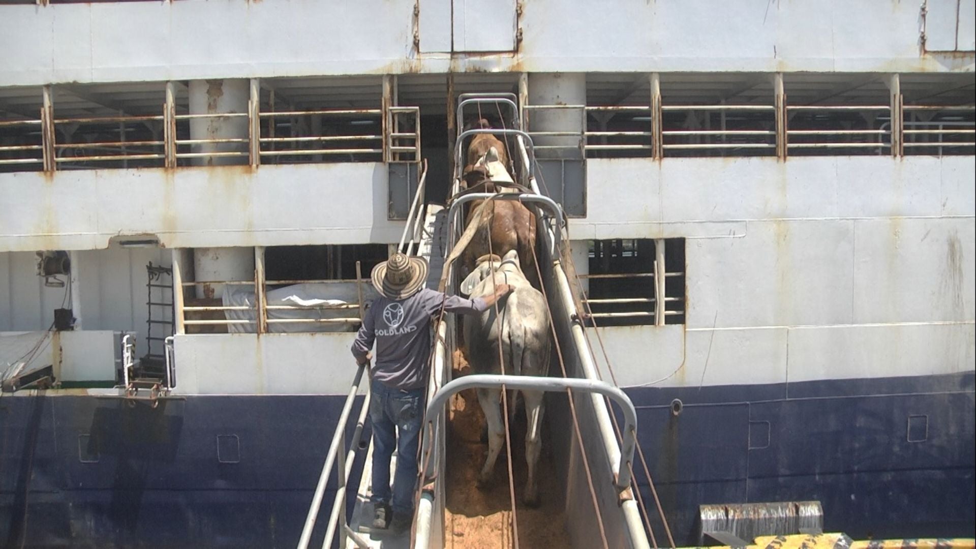 Exportación// ganado// Colombia// Revista Alternativa// Noticias Caracol// Noticias RCN// RCN Radio// La FM// Blu Radio// W Radio// Caracol Radio// Red Más Noticias// Revista Semana// Infobae// La Silla Vacía// La Razón// Las 2 Orillas//