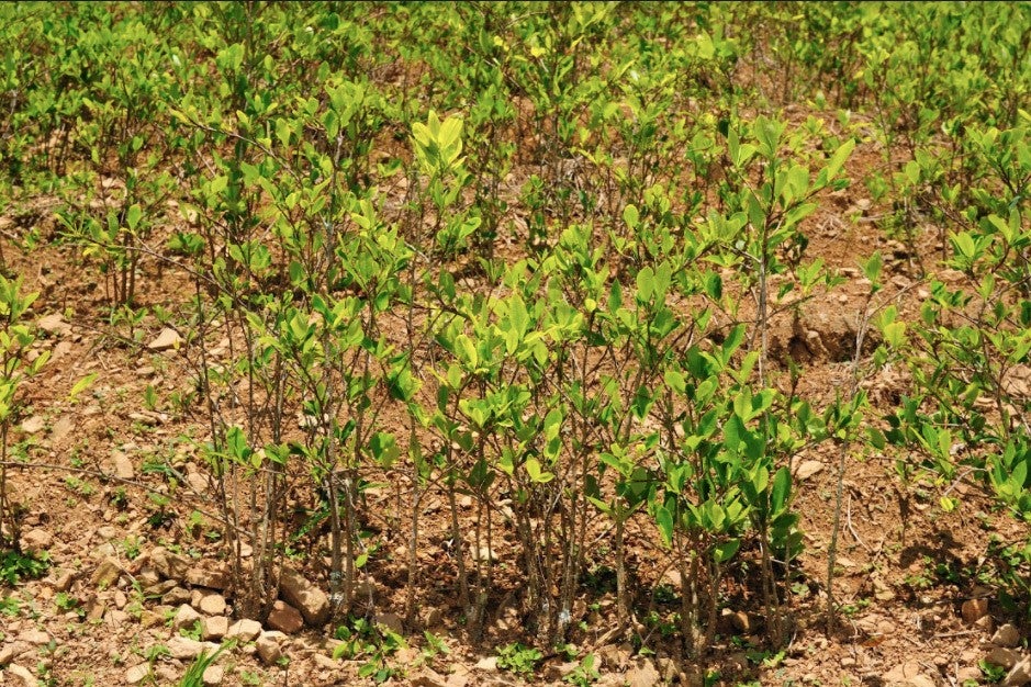 Emergencia Cocalera Nacional