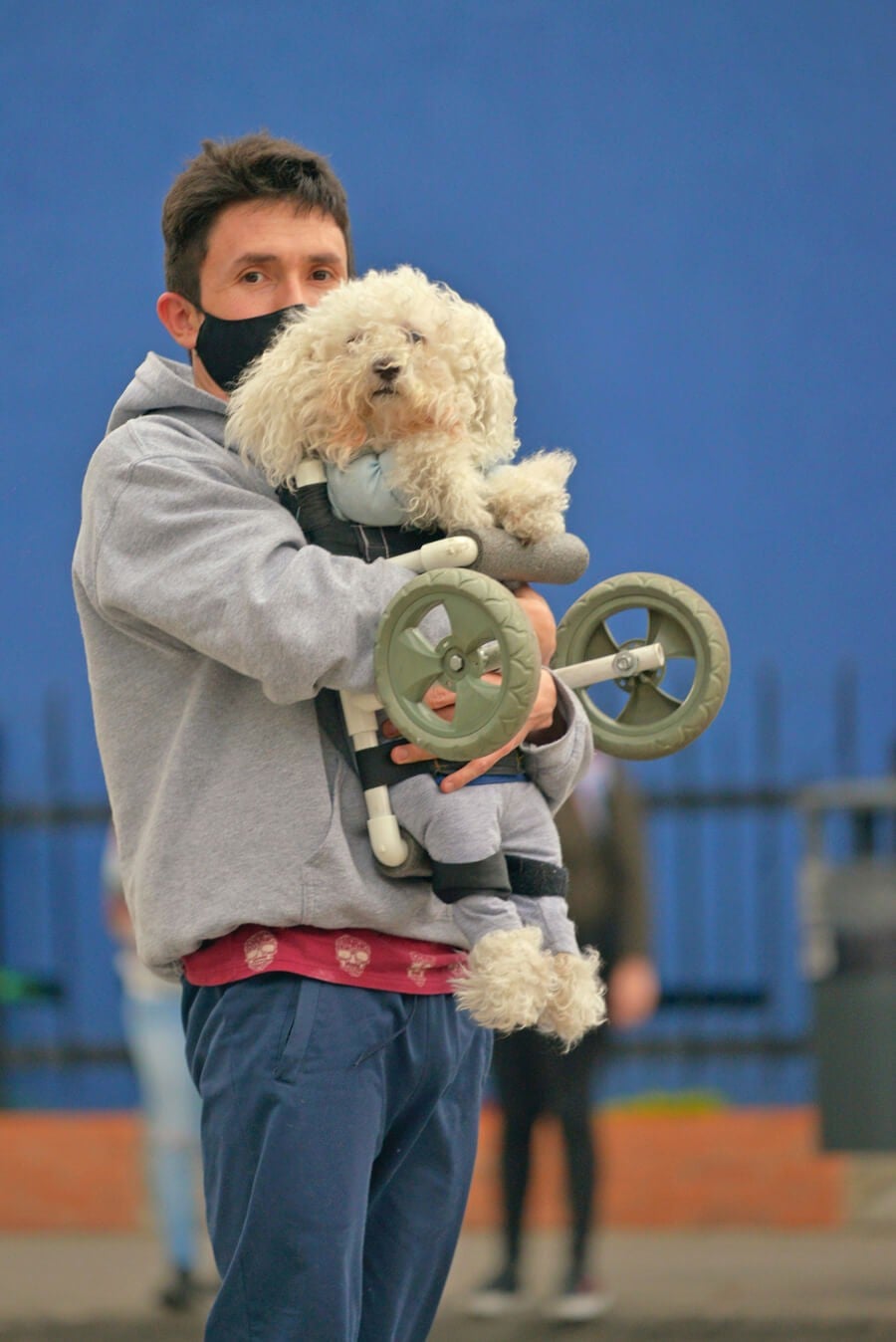 LOS PERROS QUE “PASEAN” A SUS DUEÑOS