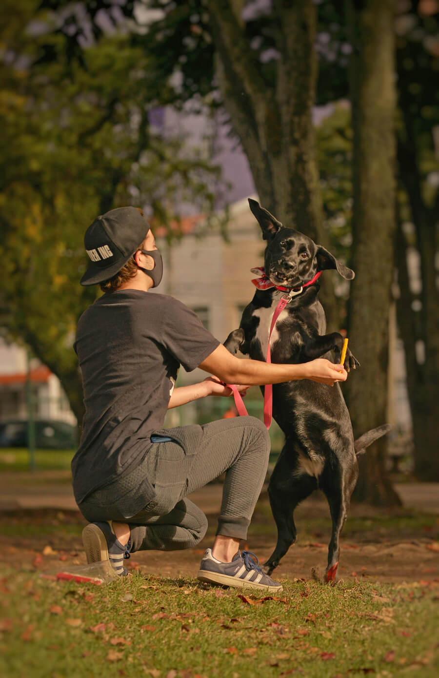 LOS PERROS QUE “PASEAN” A SUS DUEÑOS