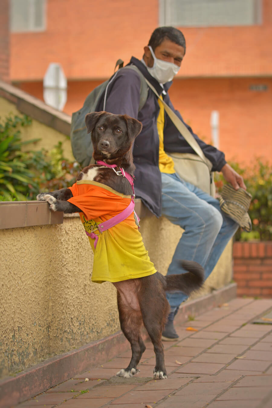 LOS PERROS QUE “PASEAN” A SUS DUEÑOS
