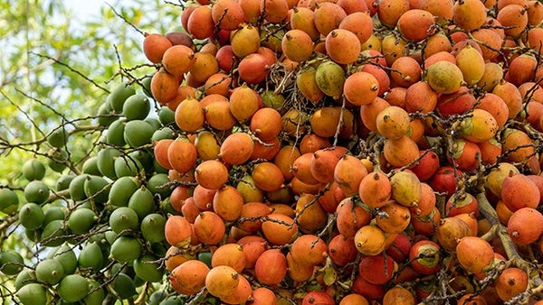 Fundación Étikaverde, constructores de un legado sostenible